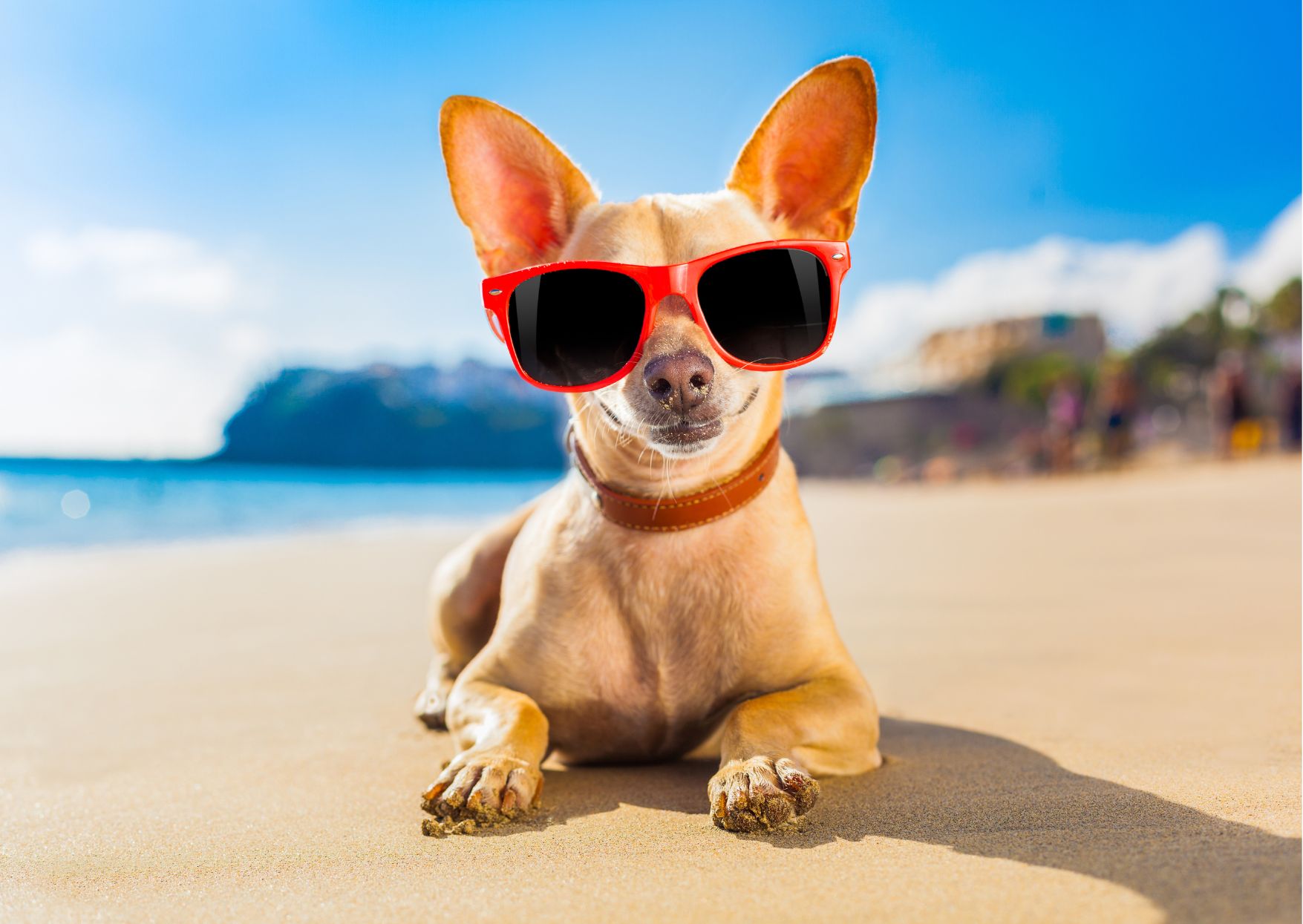 Travel with your pet